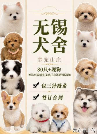 深度拆解购宠！无锡7家零套路正规犬舍，保真保健康
