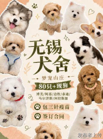 无锡同城购宠全攻略！四大城区7家正规门店，就近选购超省心