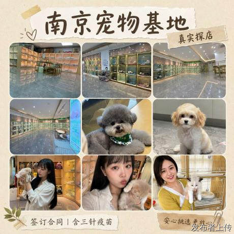 无套路不溢价！南京8家真实高性价比宠物店，本地人都爱去