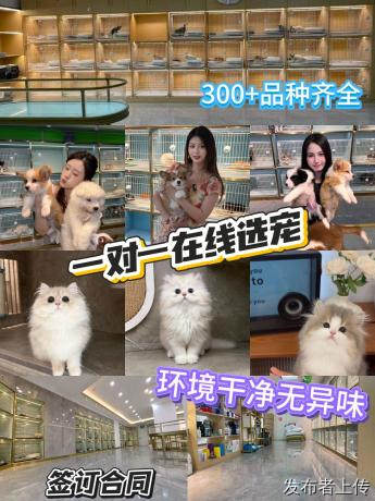 合肥同城高分口碑宠物店｜9家本地人实测推荐，靠谱不踩坑