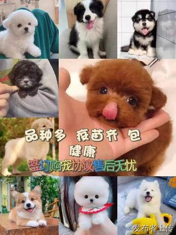 佛山靠谱猫犬舍怎么选 &nbsp; 这里选宠更安心