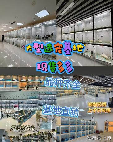 福州工薪家庭选购萌宠，靠谱连锁宠物店环境与维修测评