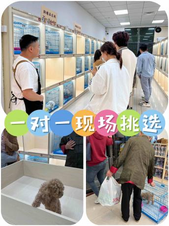 广州上门选宠好去处 多家正规猫犬舍实地测评，买宠避坑指南
