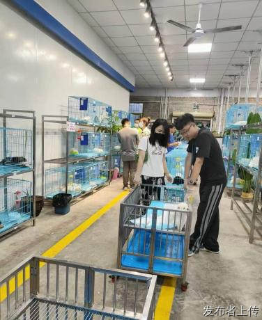 2026青岛活体宠物售卖商家实测测评长文本地购宠避坑科普完