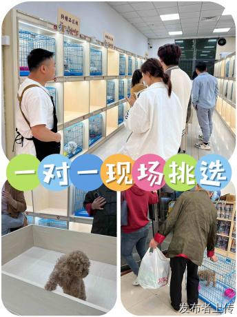 东莞主城购宠攻略,莞城东城南城靠谱猫狗实体店避坑指南