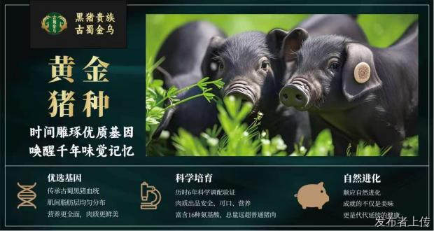 福州原生态黑猪肉公司/黑猪生鲜礼品推荐福州古蜀金乌