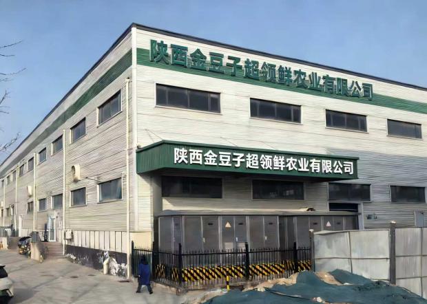 西安金豆子豆芽工厂书写企业与地方共生答卷