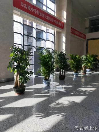 办公室绿植摆世纪汇通花卉免费设计 定期养护