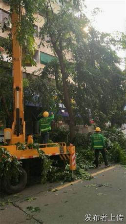 厦门专业高空修树锯伐树移树锯锯化种菜土销售