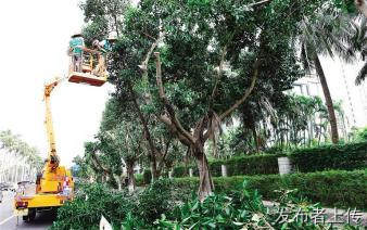 专业高空修树伐树移树危树绿化垃圾清运挖树根红土销售